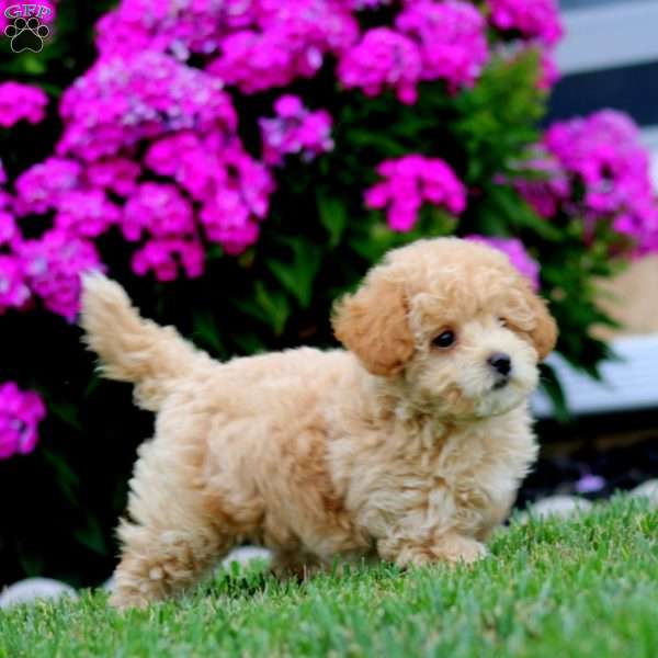 Scout, Bich-Poo Puppy