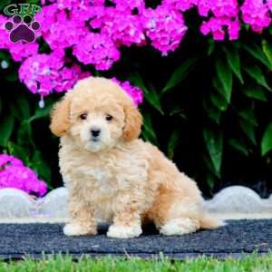 Scout, Bich-Poo Puppy