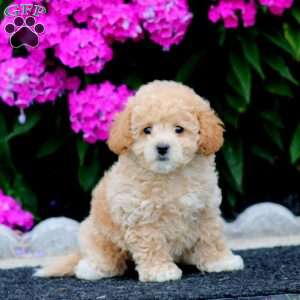 Scout, Bich-Poo Puppy