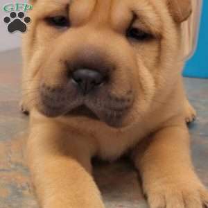 RUBI, Shar Pei Puppy