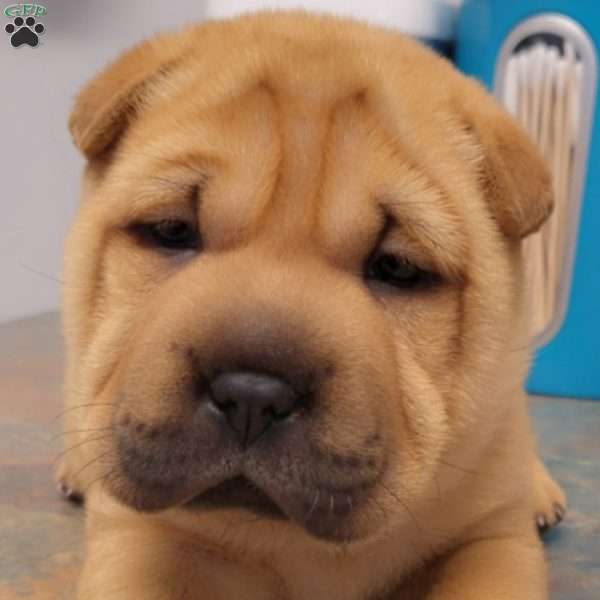 RUBI, Shar Pei Puppy