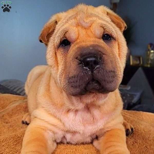 ROLO, Shar Pei Puppy