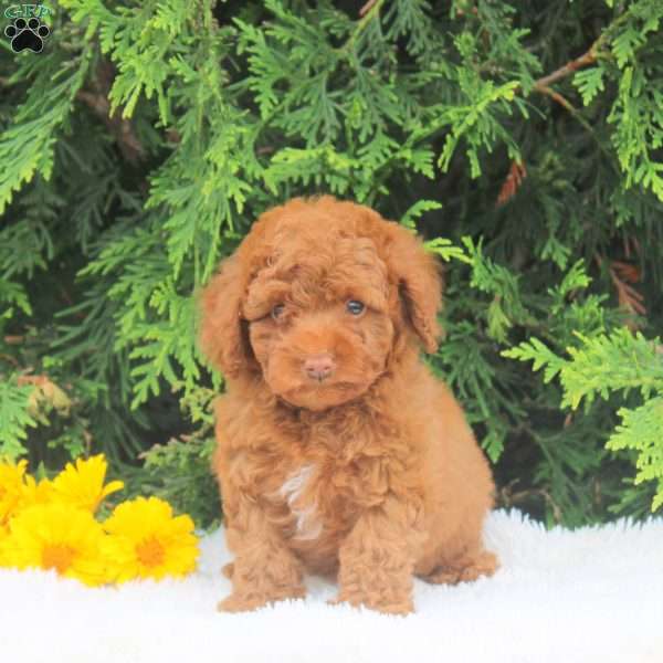 Sean, Toy Poodle Puppy