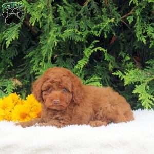 Sean, Toy Poodle Puppy