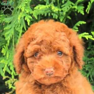 Sean, Toy Poodle Puppy