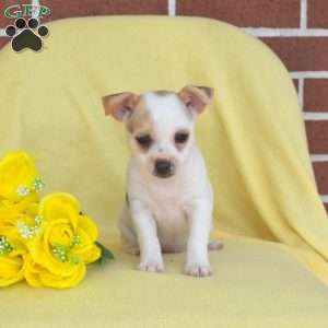 Seashell, Toy Fox Terrier Puppy