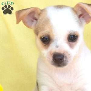 Seashell, Toy Fox Terrier Puppy