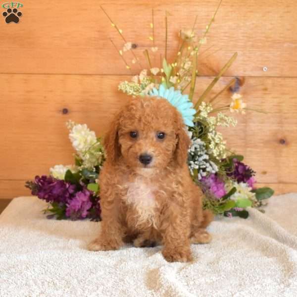 Seaweed, Bich-Poo Puppy