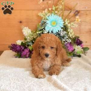 Seaweed, Bich-Poo Puppy