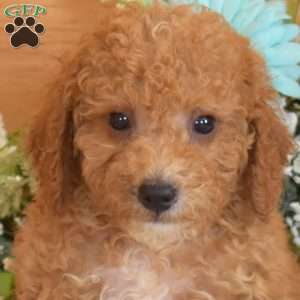 Seaweed, Bich-Poo Puppy