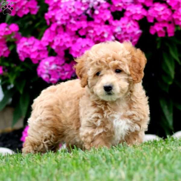Sela, Bich-Poo Puppy