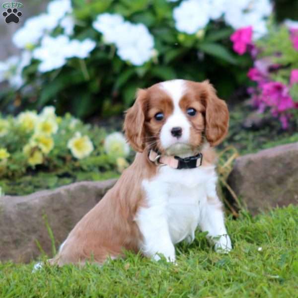 Sela, Cavalier King Charles Spaniel Puppy