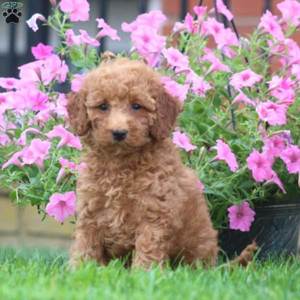 Sela, Mini Goldendoodle Puppy