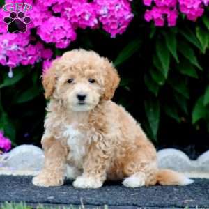 Sela, Bich-Poo Puppy