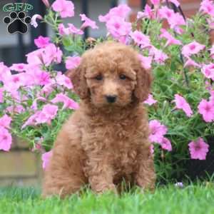 Sela, Mini Goldendoodle Puppy