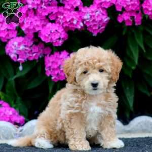 Sela, Bich-Poo Puppy