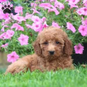 Sela, Mini Goldendoodle Puppy