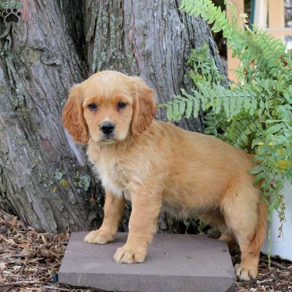 Selena, Miniature Golden Retriever Puppy