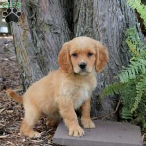 Selena, Miniature Golden Retriever Puppy