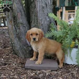 Selena, Miniature Golden Retriever Puppy