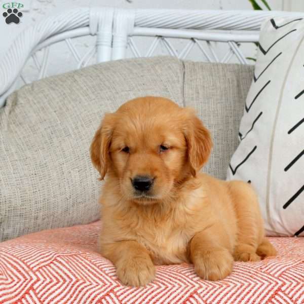 Selma, Golden Retriever Puppy