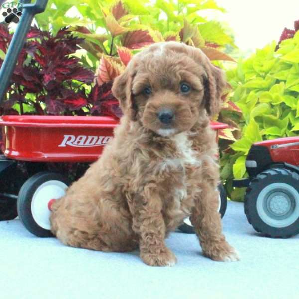 Selma, Cockapoo Puppy