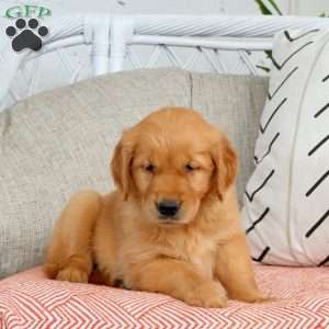 Selma, Golden Retriever Puppy