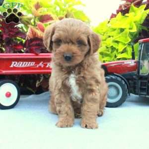 Selma, Cockapoo Puppy