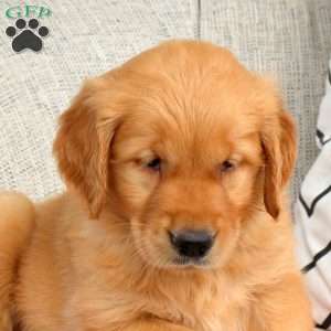 Selma, Golden Retriever Puppy