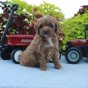 Selma, Cockapoo Puppy
