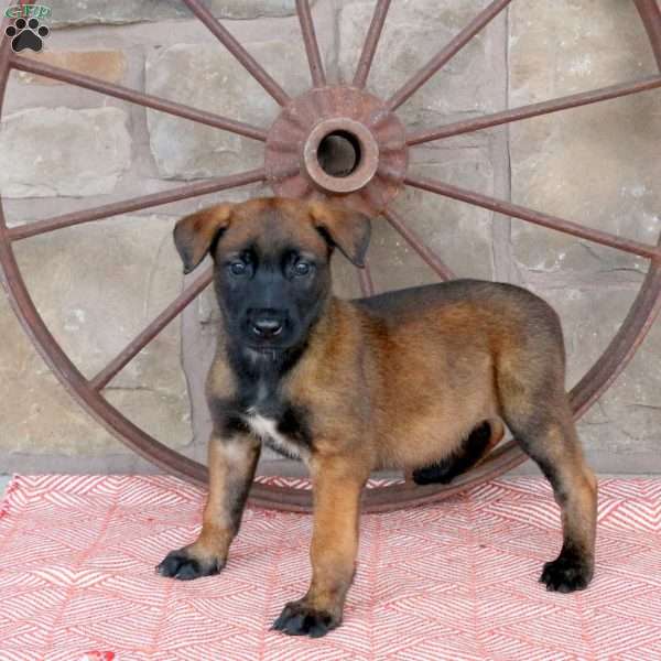 Serena, Belgian Malinois Puppy