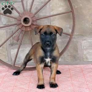 Serena, Belgian Malinois Puppy