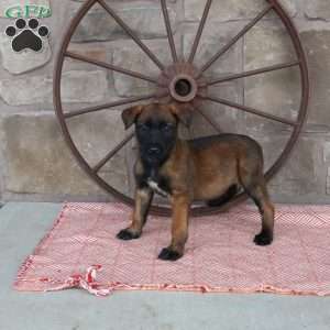 Serena, Belgian Malinois Puppy