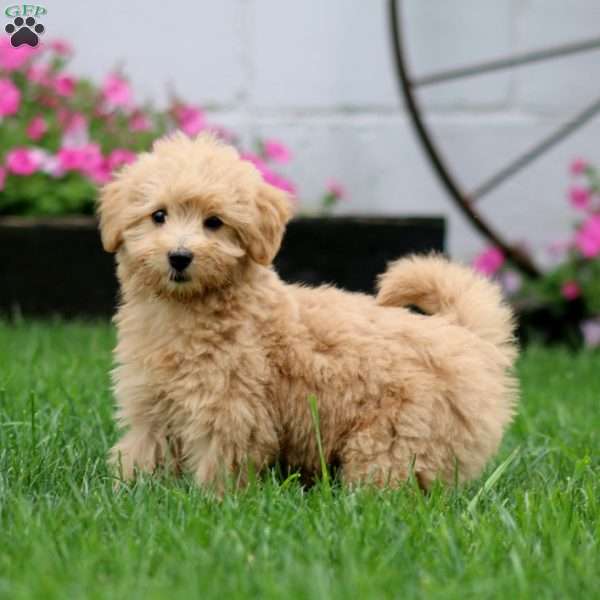 Serena, Mini Goldendoodle Puppy