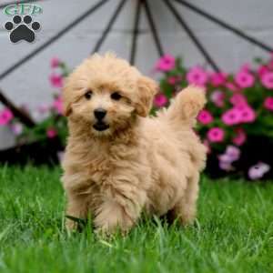 Serena, Mini Goldendoodle Puppy