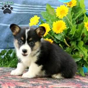 Serena, Pembroke Welsh Corgi Puppy