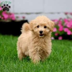 Serena, Mini Goldendoodle Puppy