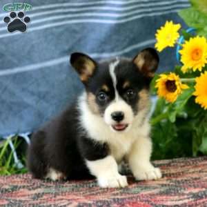 Serena, Pembroke Welsh Corgi Puppy