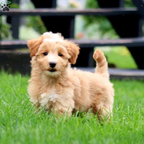 Seth, Mini Goldendoodle Puppy