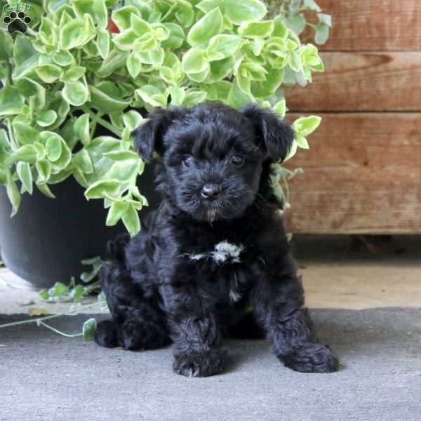 Seth, Yorkie Mix Puppy