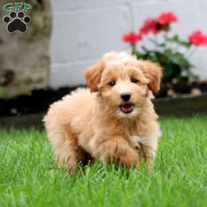 Seth, Mini Goldendoodle Puppy