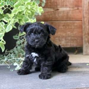 Seth, Yorkie Mix Puppy