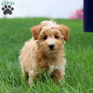 Seth, Mini Goldendoodle Puppy