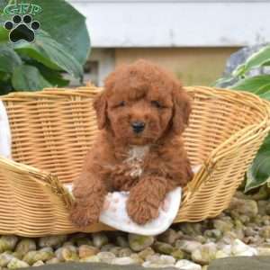 Shadow, Mini Goldendoodle Puppy