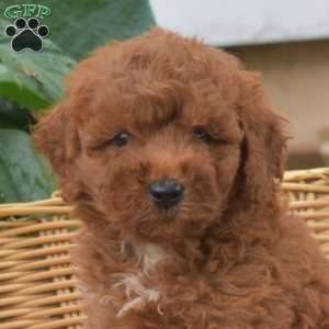 Shadow, Mini Goldendoodle Puppy