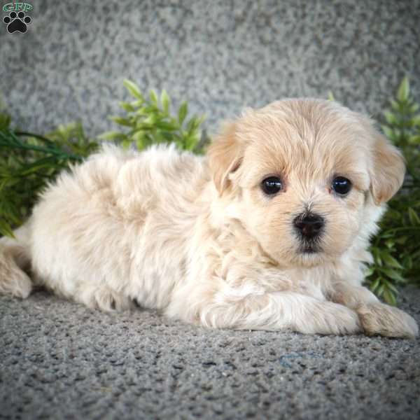 Shae, Maltipoo Puppy