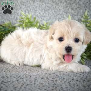 Shae, Maltipoo Puppy
