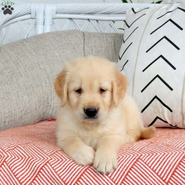 Shaggy, Golden Retriever Puppy