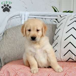 Shaggy, Golden Retriever Puppy