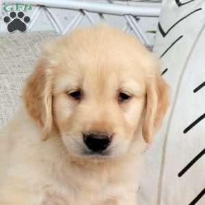Shaggy, Golden Retriever Puppy